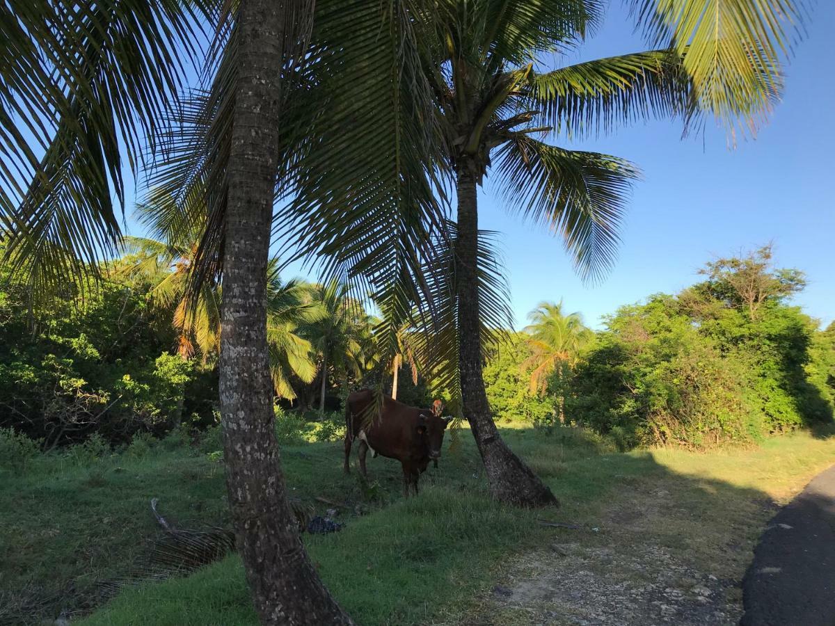 Ferienwohnung Les Cauris De L'Anse Sainte-Anne  Exterior foto
